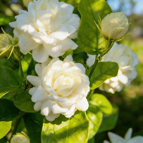 Mixrug 300+ Jasmine seeds seed bag close-up for easy outdoor planting.