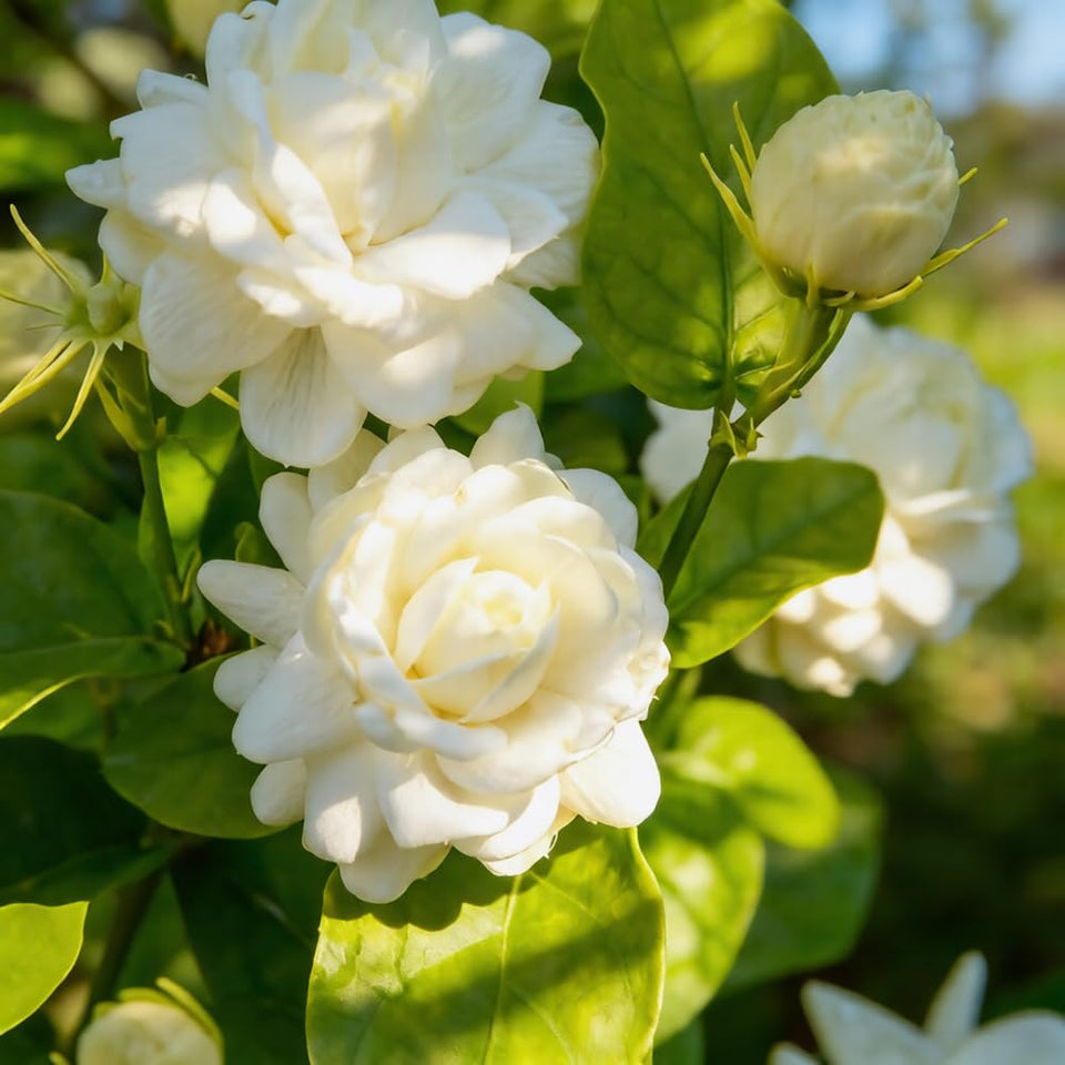 Mixrug 300+ Jasmine seeds seed bag close-up for easy outdoor planting.