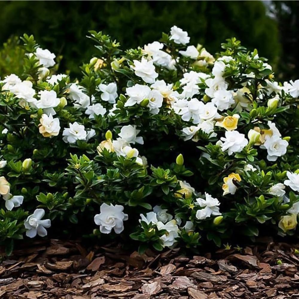 Mixrug 300+ Soil prep tips for healthy jasmine growth.