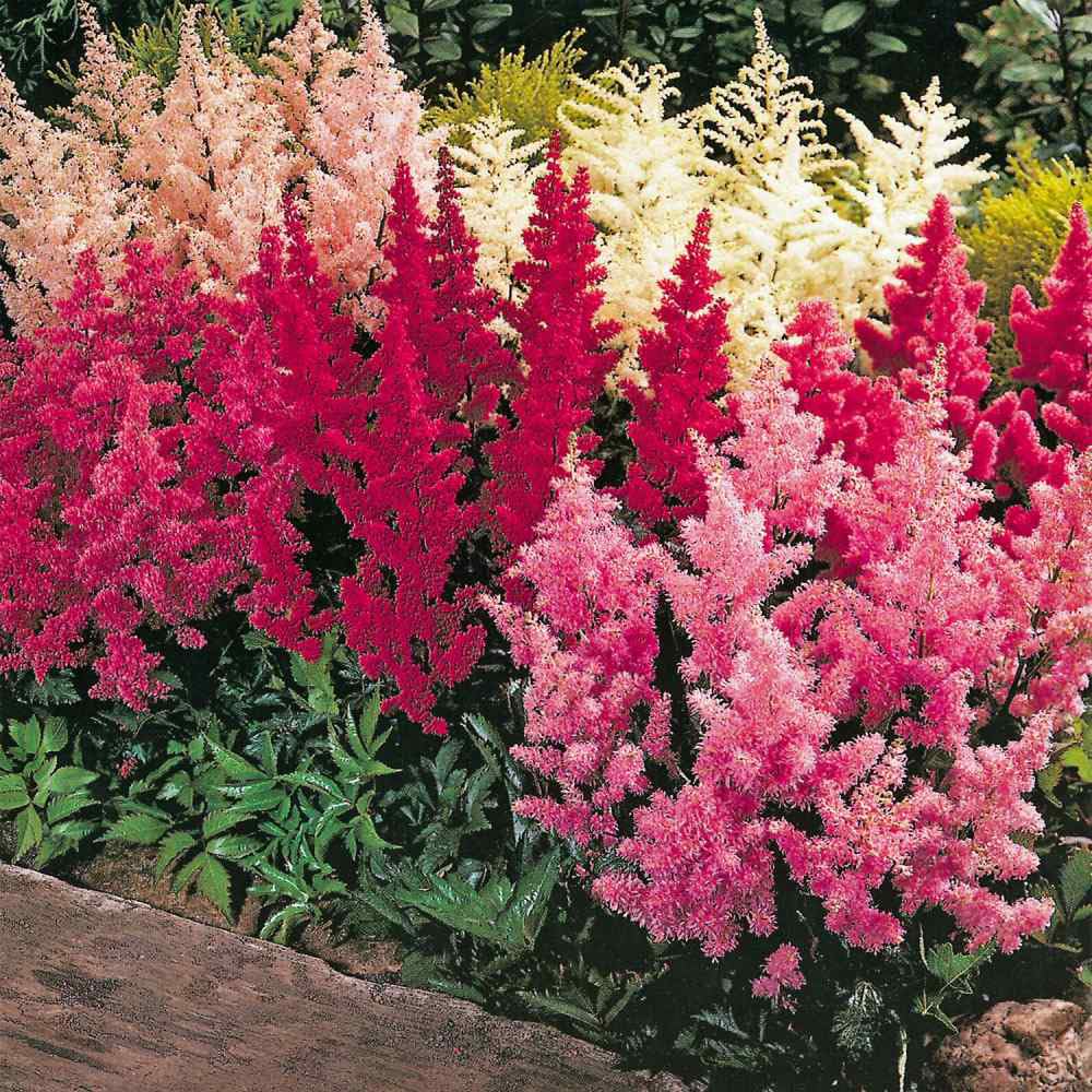 Mixrug Astilbe seeds cream blooms for elegant border accents.