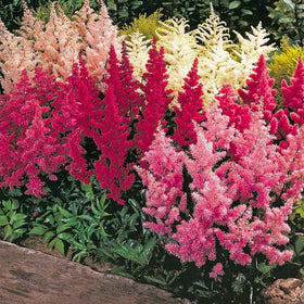 Mixrug Astilbe seeds cream blooms for elegant border accents.