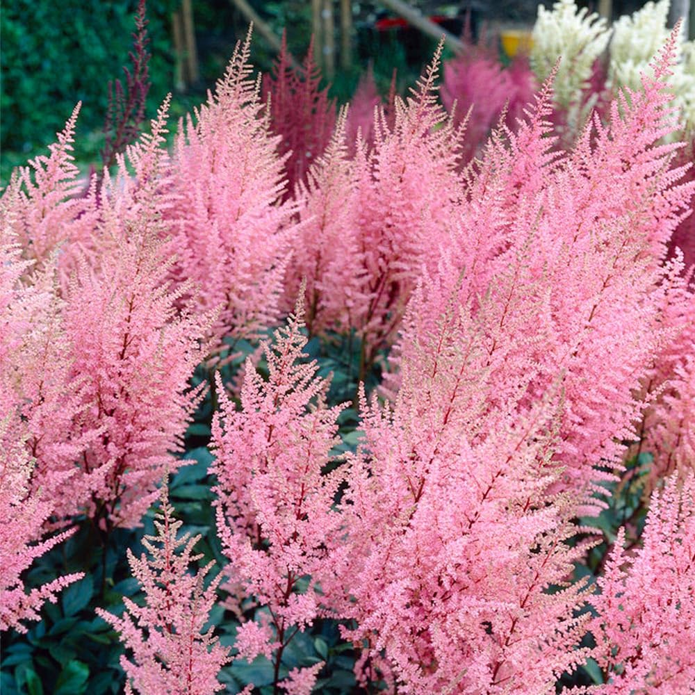 Mixrug Astilbe seeds dark green foliage complements colorful flowers.
