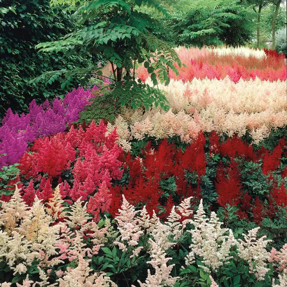Mixrug Astilbe seeds with pink blooms attract pollinators and brighten garden borders.