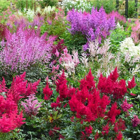 Mixrug Astilbe seeds red blooms add color to shaded moist borders.