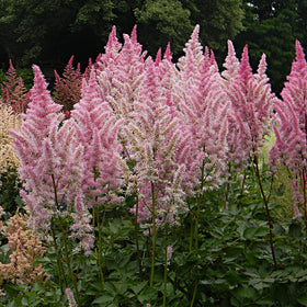 Mixrug Astilbe seeds shade-tolerant perennials for moist garden beds.