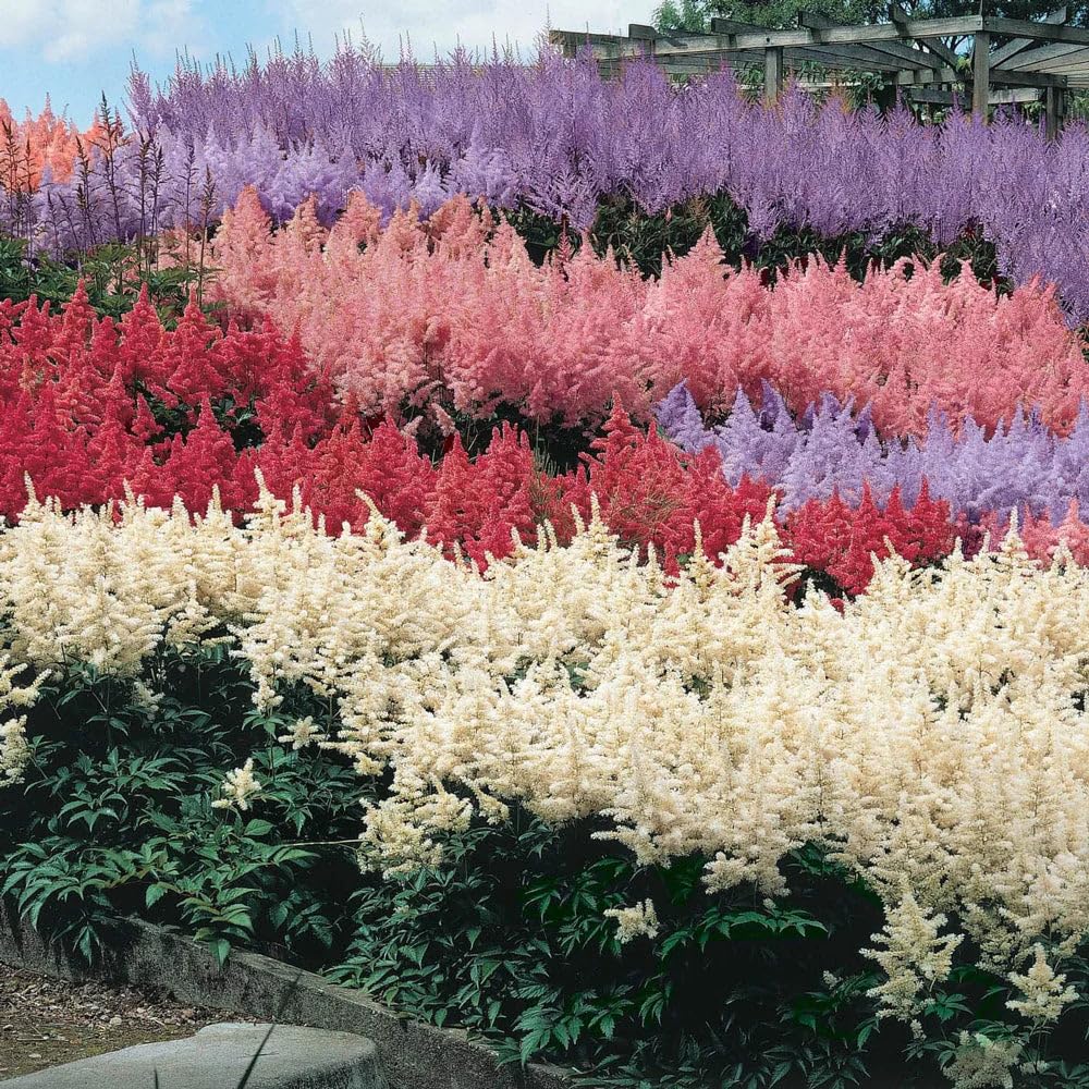 Mixrug Astilbe seeds white blooms ideal for woodland shade gardens.