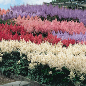 Mixrug Astilbe seeds white blooms ideal for woodland shade gardens.
