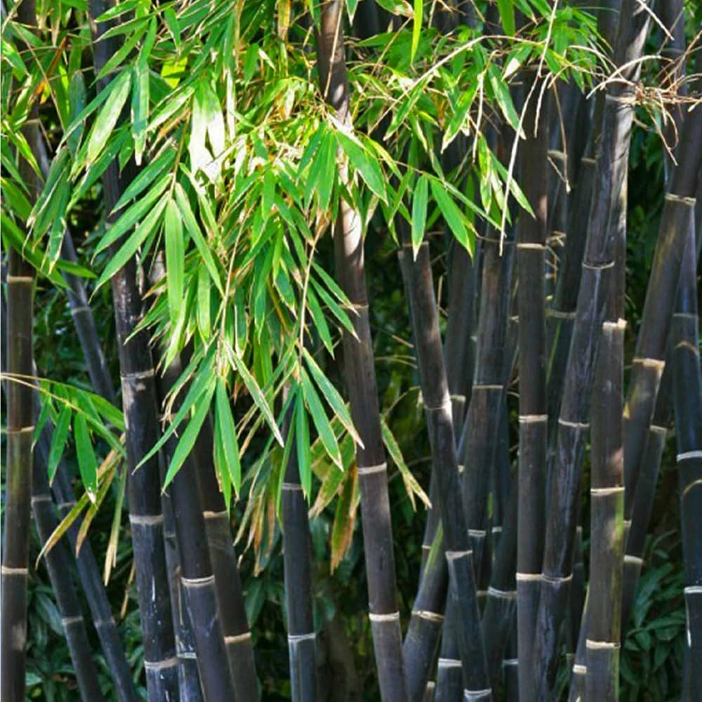 Mixrug clumping bamboo grove forming a natural privacy screen.