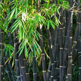 Mixrug clumping bamboo grove forming a natural privacy screen.