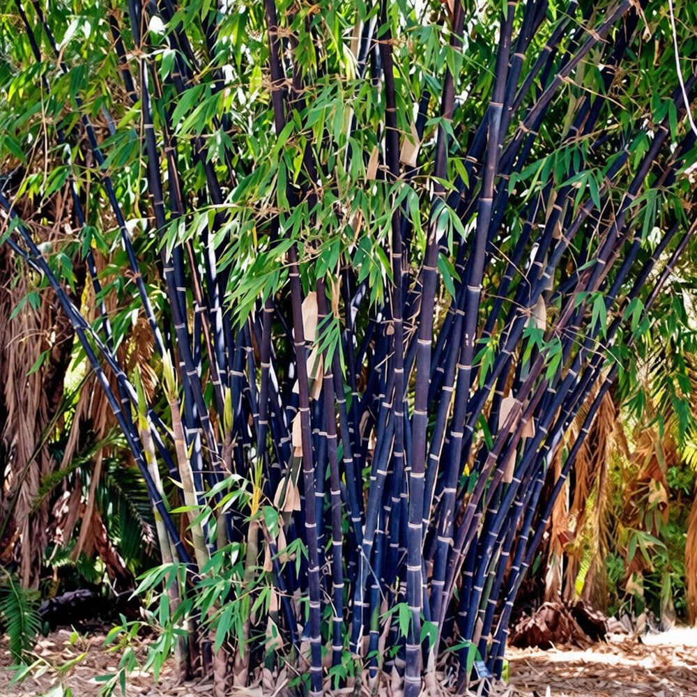 Mixrug bamboo privacy-screen installation in a yard or balcony setting.