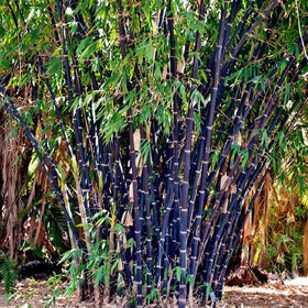 Mixrug bamboo privacy-screen installation in a yard or balcony setting.