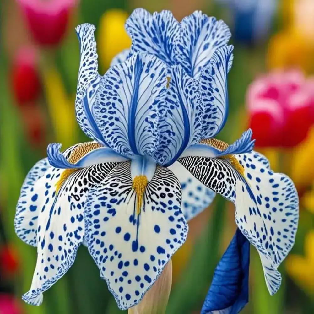 Mixrug bearded iris blooms include purples blues whites and bi-color patterns.