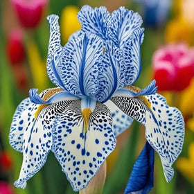 Mixrug bearded iris blooms include purples blues whites and bi-color patterns.