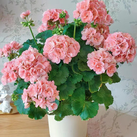 Mixrug bee-friendly geranium blooms enhance borders and containers.