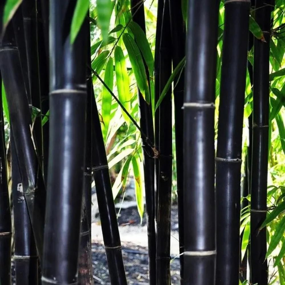 Mixrug black timber bamboo seeds in germination setup promoting early growth.