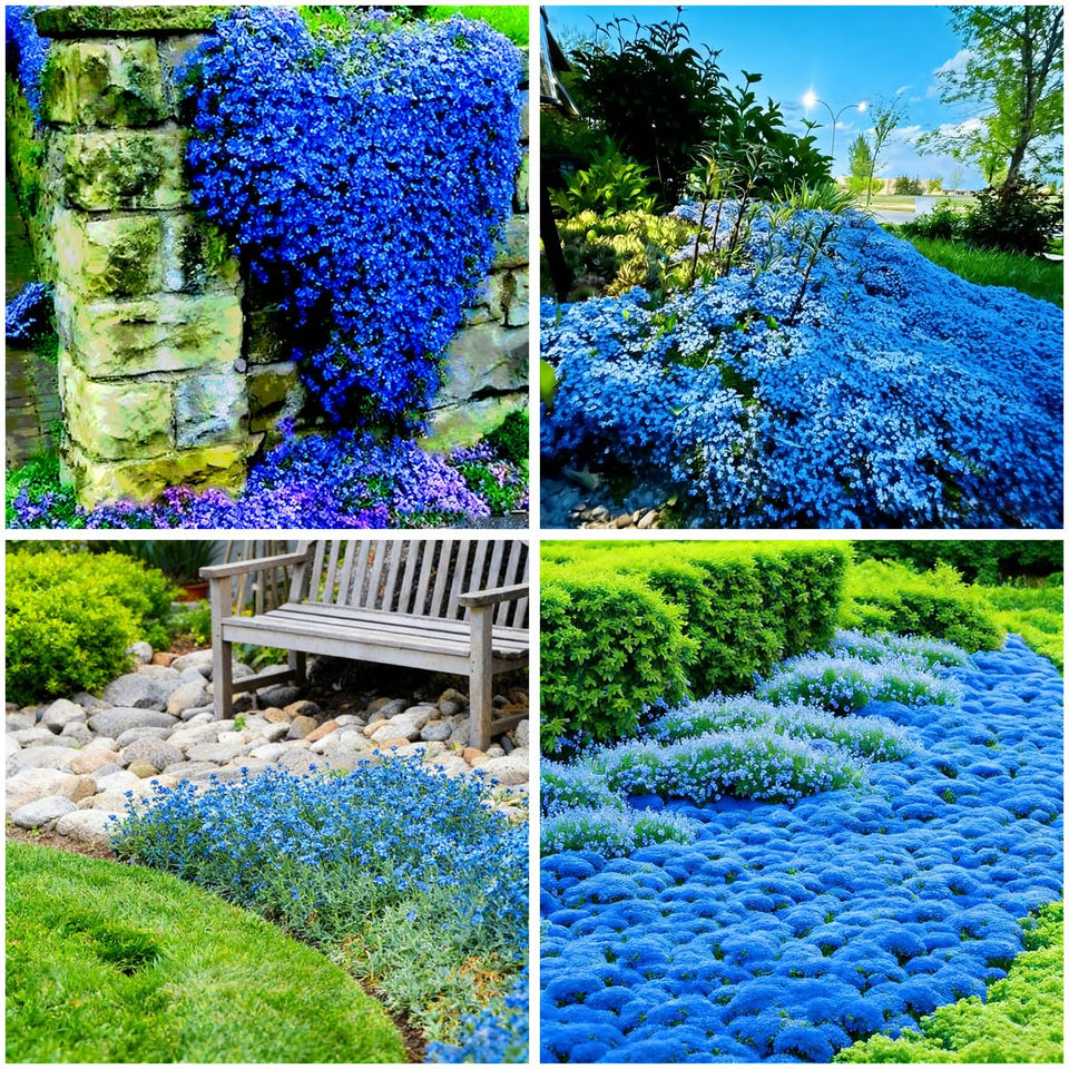 Mixrug blue creeping thyme seeds ground cover forms a dense mat between stepping stones