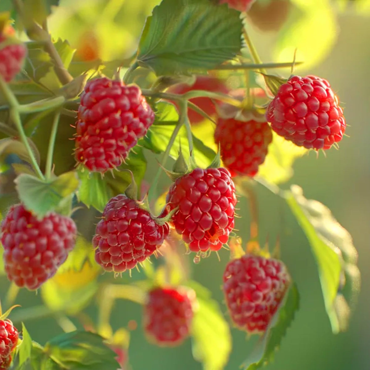 Mixrug blueberry seeds closeup, promising vigorous plants for fresh berry harvests.