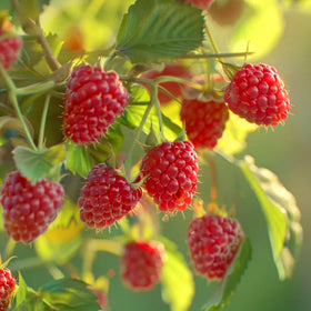 Mixrug blueberry seeds closeup, promising vigorous plants for fresh berry harvests.