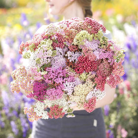 Mixrug drought-tolerant yarrow for dry gardens or rock beds