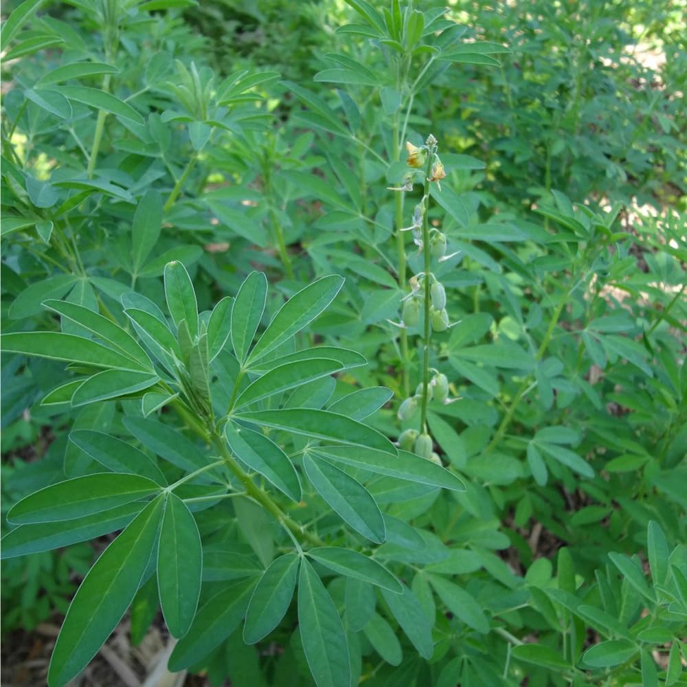 Mixrug chipilin leaves ideal for soups, tamales, and pupusas.