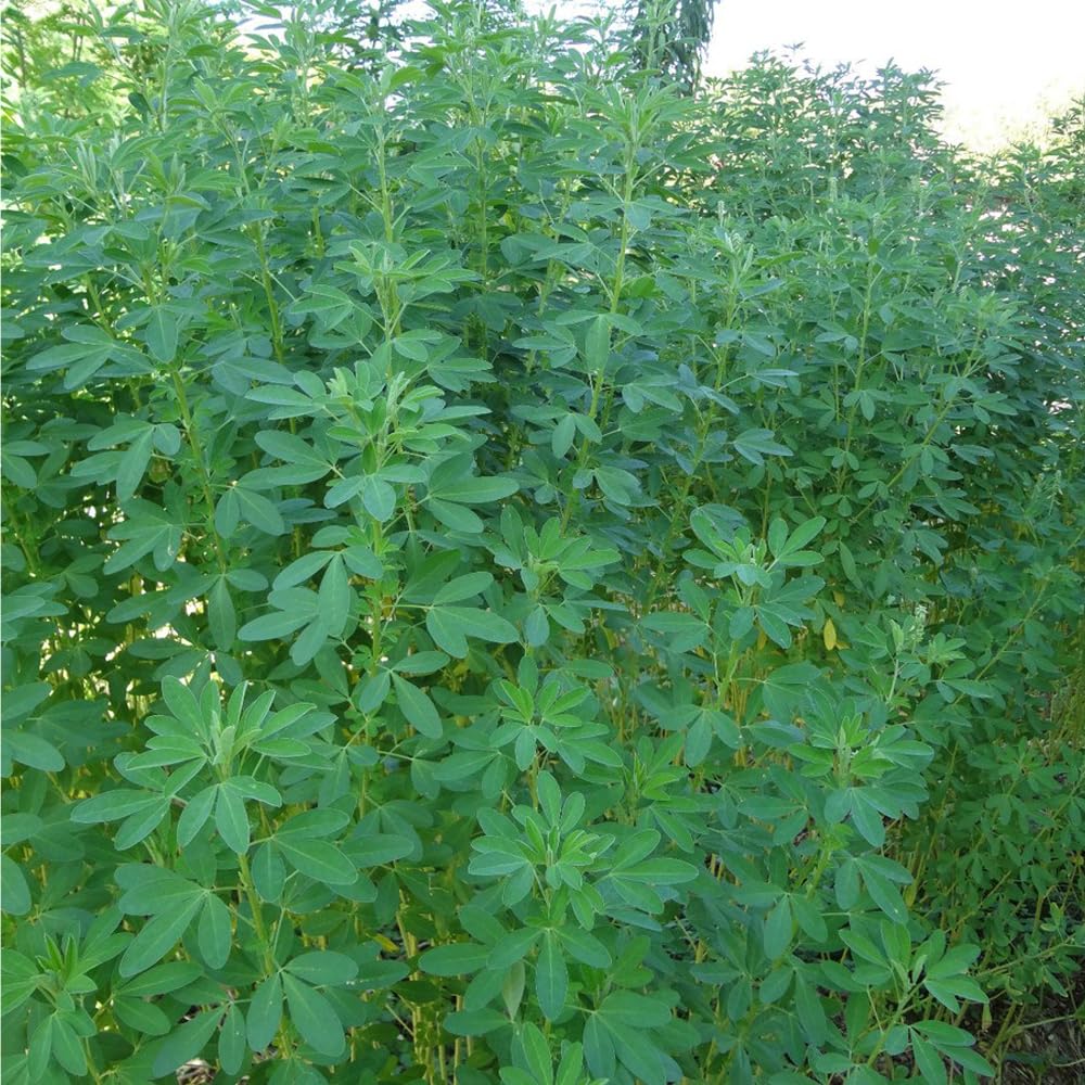 Mixrug chipilin plant growing about three feet tall with leaves.