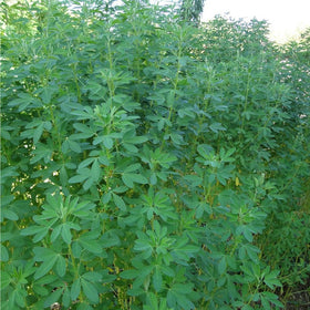 Mixrug chipilin plant growing about three feet tall with leaves.