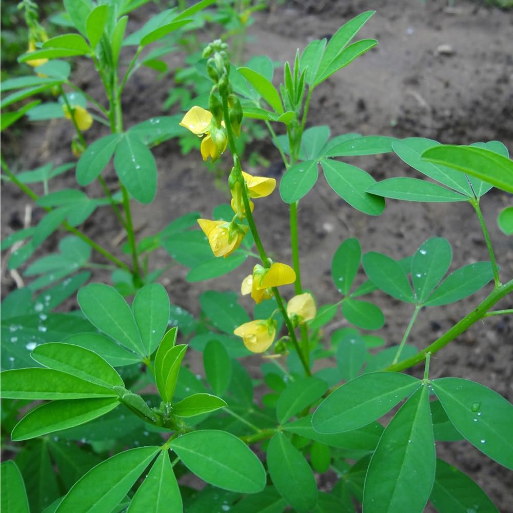 Mixrug chipilin seeds in a handful for small plots or containers.