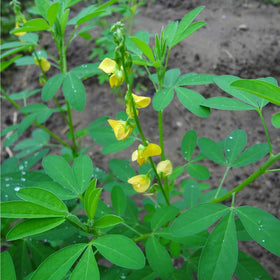 Mixrug chipilin seeds in a handful for small plots or containers.