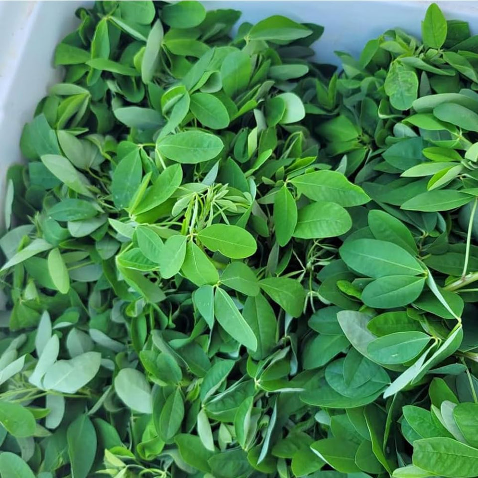 Mixrug chipilin seeds packet ready for planting in home herb gardens.