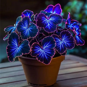 Mixrug coleus grows to 18-30 inches tall with a compact spread.