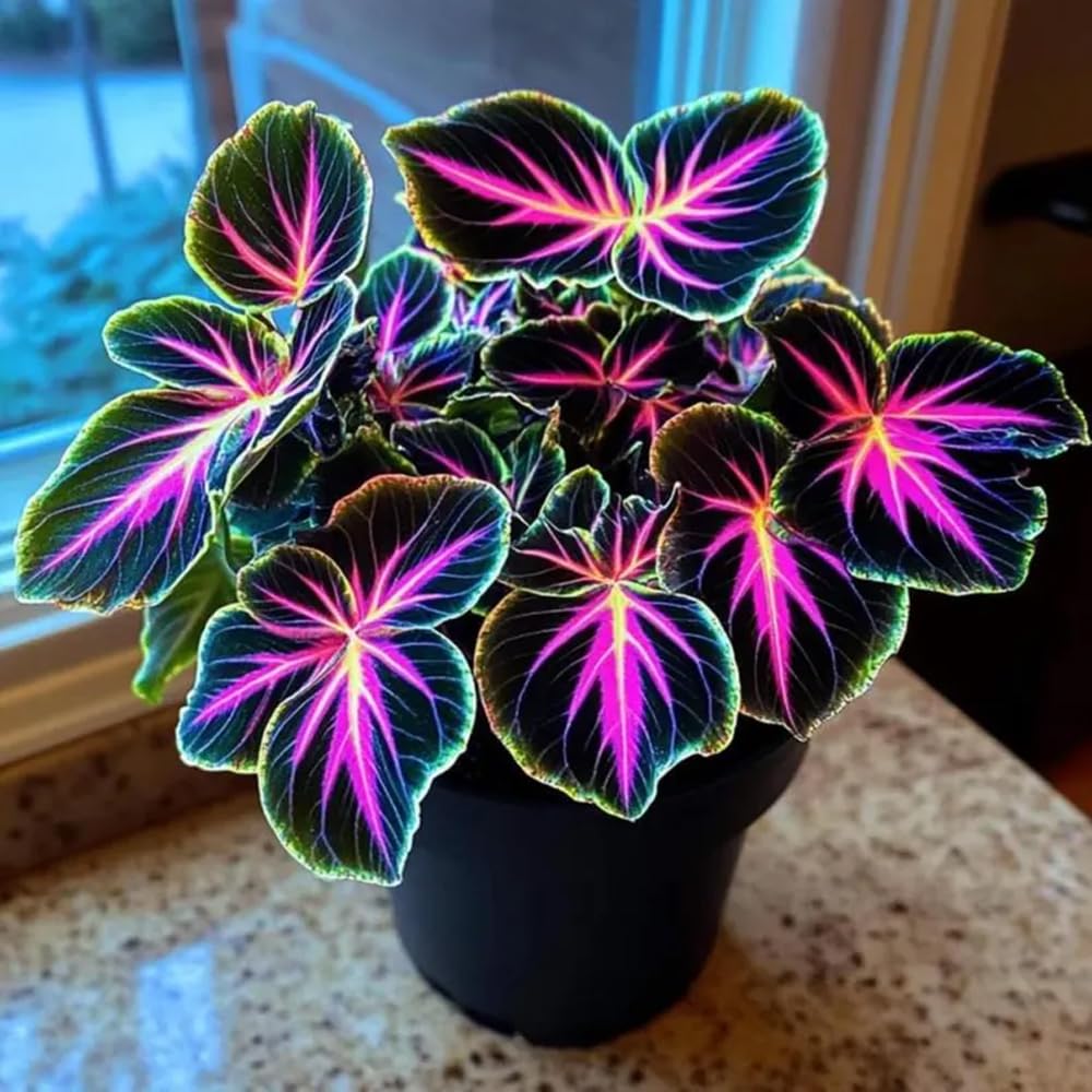 Mixrug coleus plants in pots thrive in partial shade for indoor-outdoor versatility.