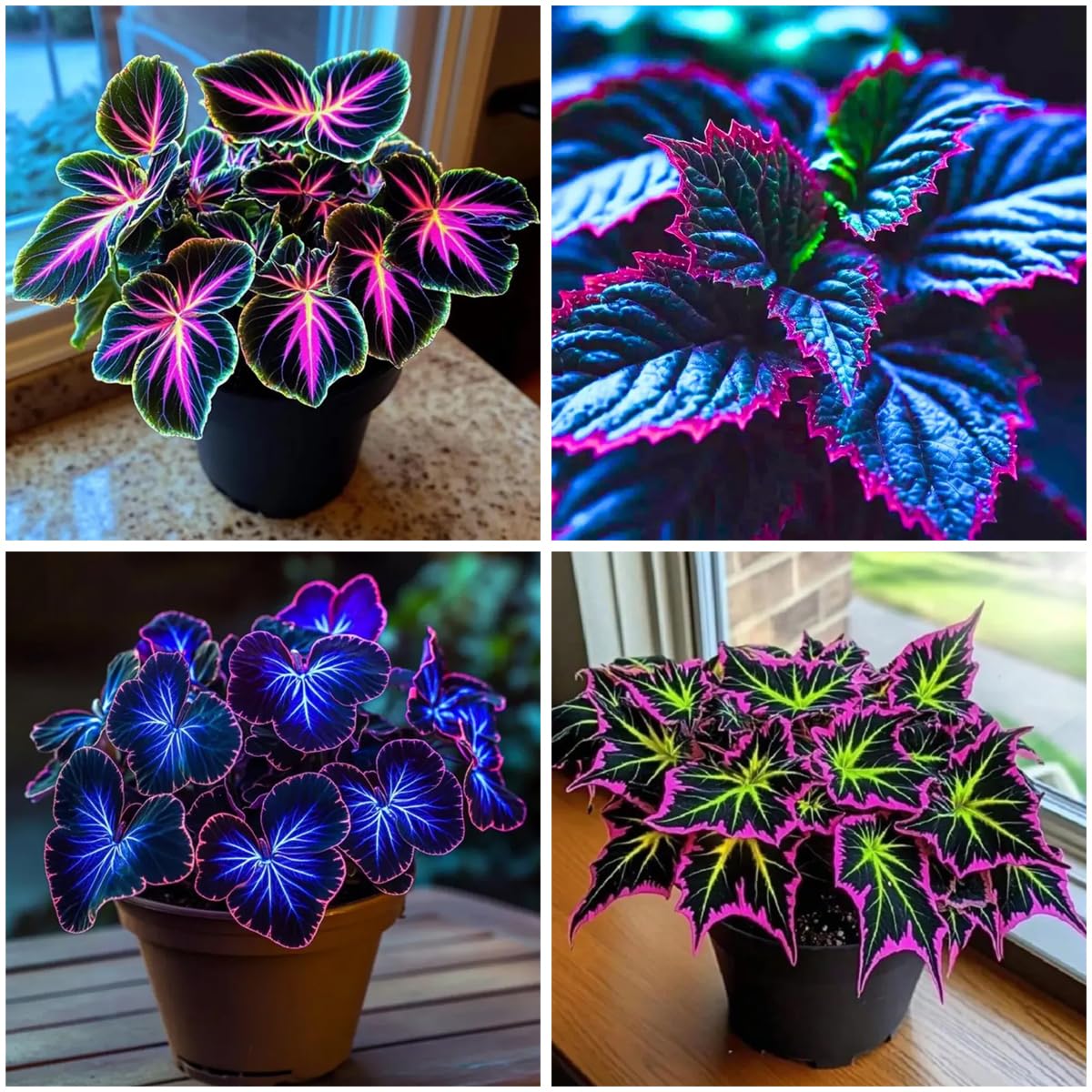 Mixrug coleus seeds surface sowing demonstrates easy germination for beginner gardeners.