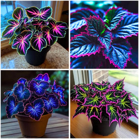 Mixrug coleus seeds surface sowing demonstrates easy germination for beginner gardeners.
