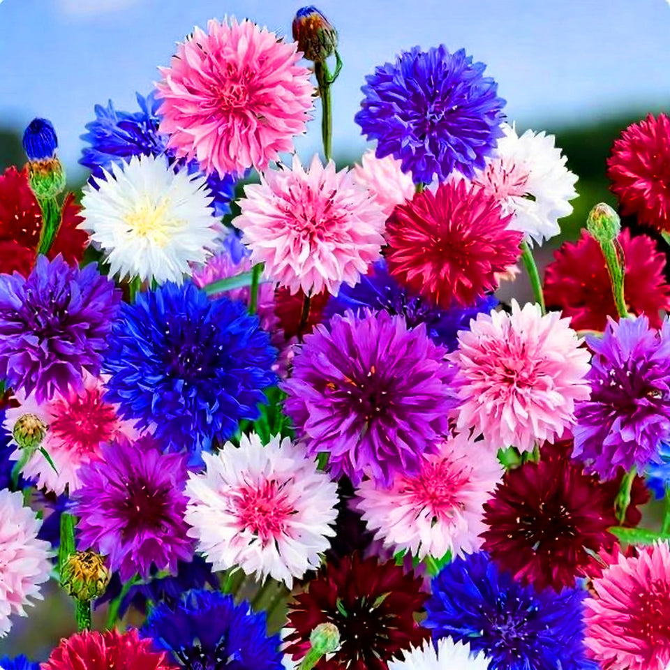 Mixrug colorful-dwarf-cornflower-seeds pack adds vibrant color all season in your garden.
