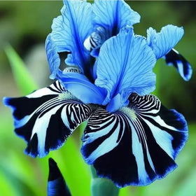 Mixrug compact dwarf irises reach 8-14 inches for borders.