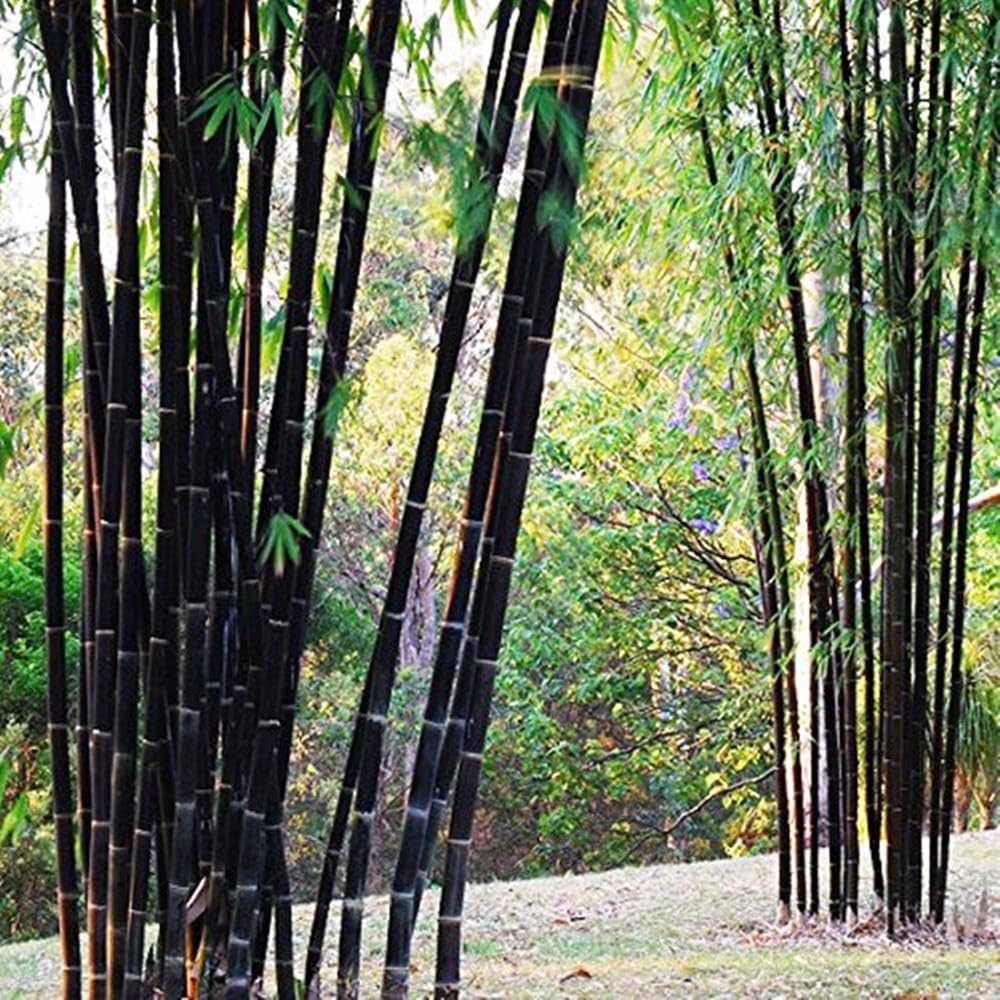 Mixrug container gardening with black timber bamboo for patios.