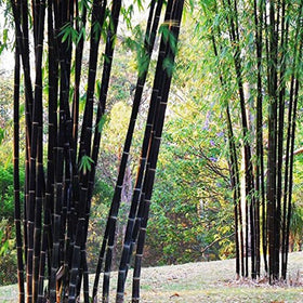 Mixrug container gardening with black timber bamboo for patios.