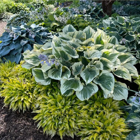 Mixrug container gardening hosta enables balcony displays with easy care