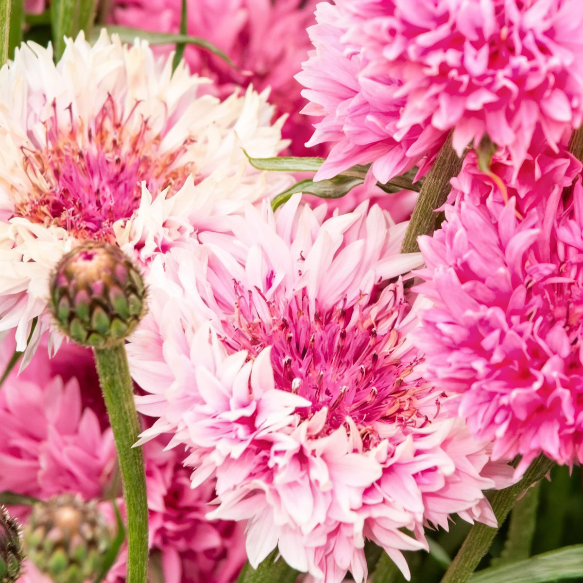 Mixrug cottage-garden-color mix brightens sunny borders