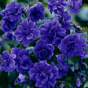 Mixrug cranesbill geranium seeds blooming in containers add seasonal color