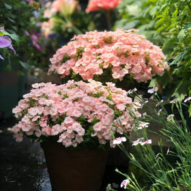 Mixrug creeping dwarf phlox seeds bloom in clusters for borders