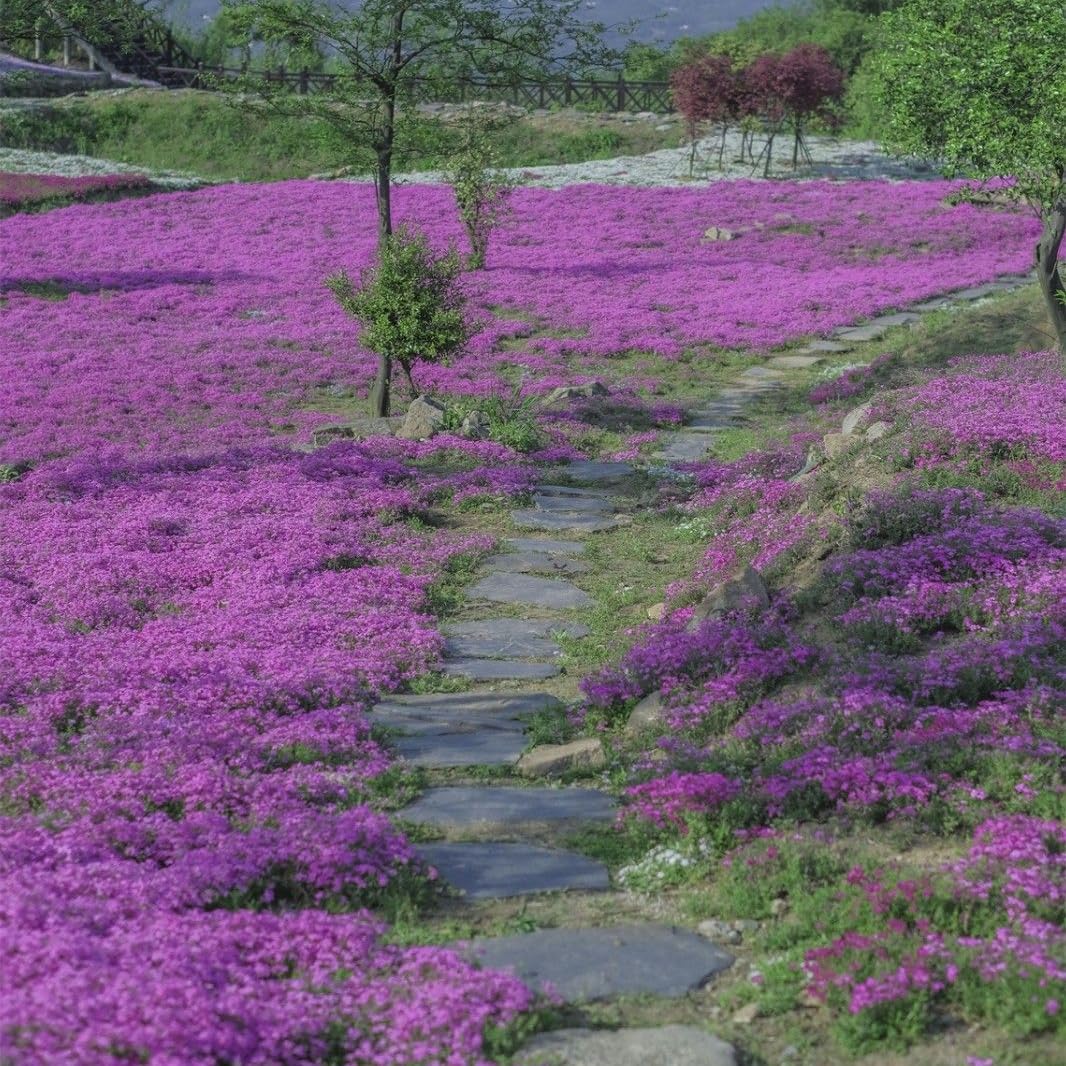 Mixrug creeping-dwarf phlox seeds ideal for containers and hanging baskets