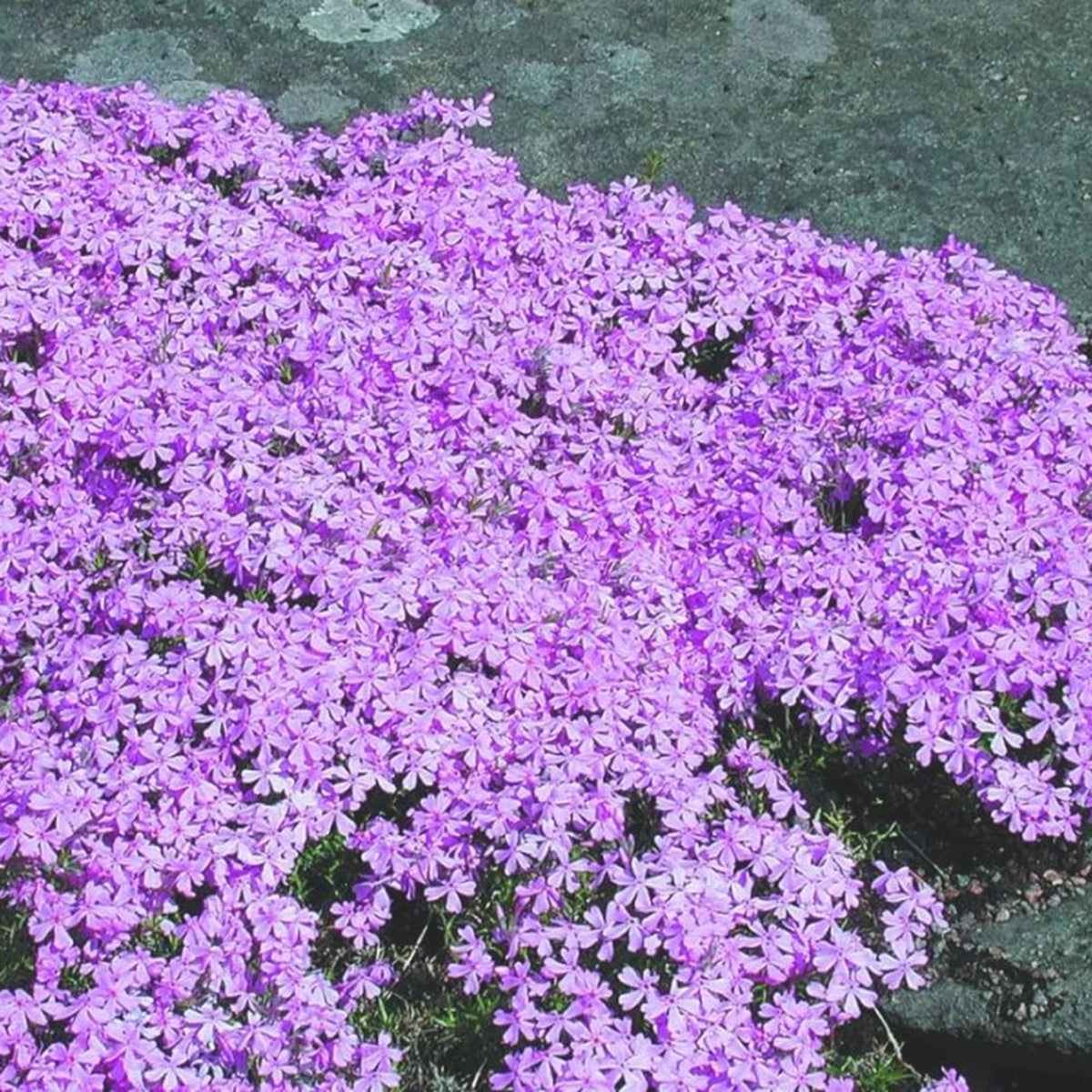 Mixrug creeping-dwarf phlox seeds resist deer and require minimal care
