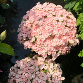 Mixrug creeping-dwarf phlox seeds show drought tolerance for low-water gardens