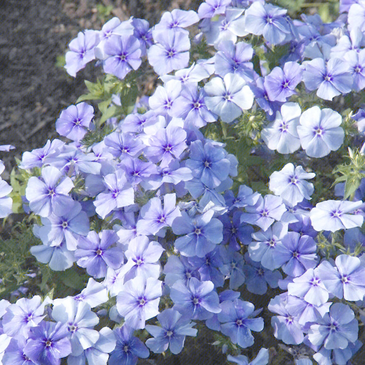 Mixrug creeping-dwarf phlox seeds produce fragrant blooms attracting pollinators