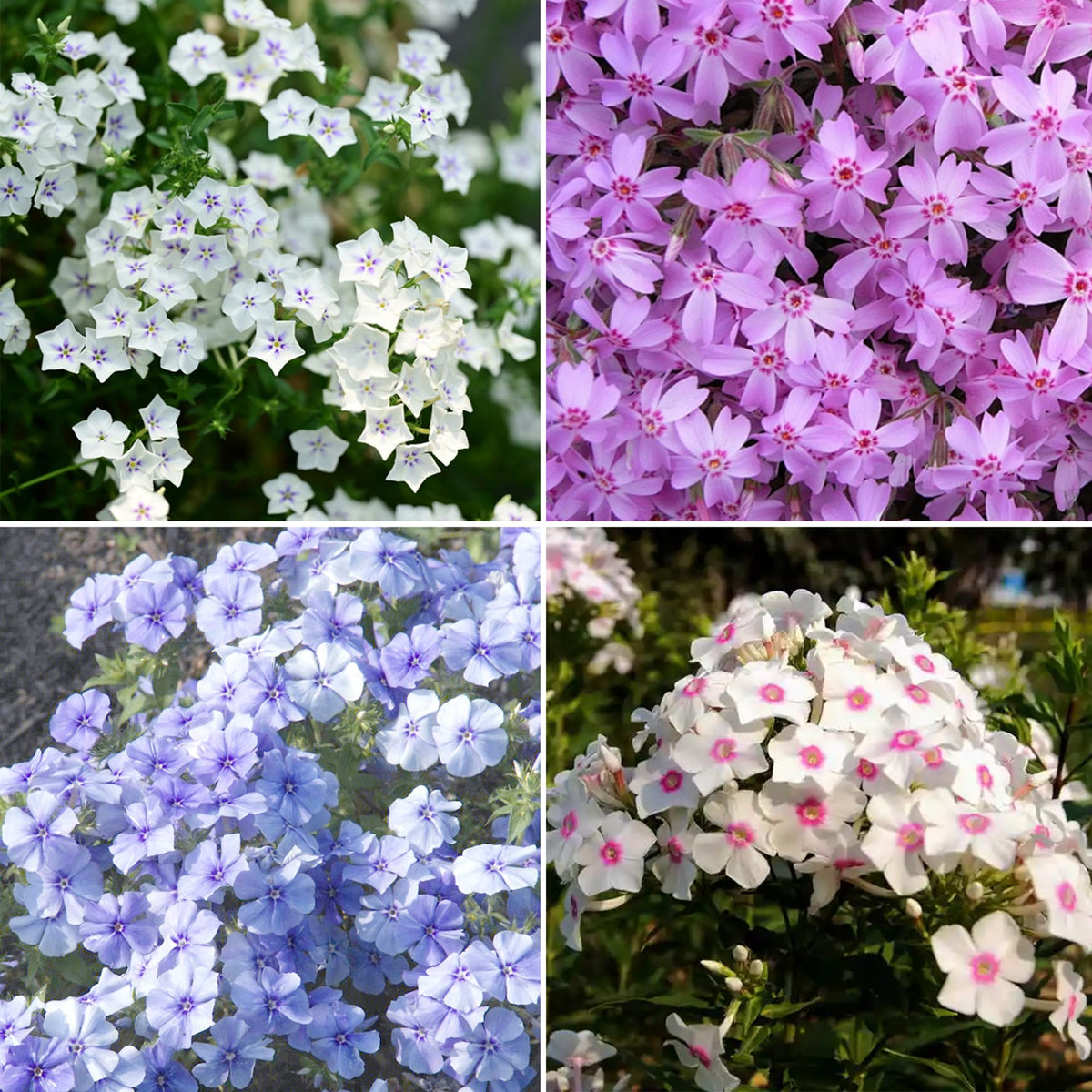 Mixrug creeping dwarf phlox seeds for ground-cover beds with vibrant color