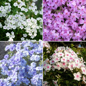 Mixrug creeping dwarf phlox seeds for ground-cover beds with vibrant color
