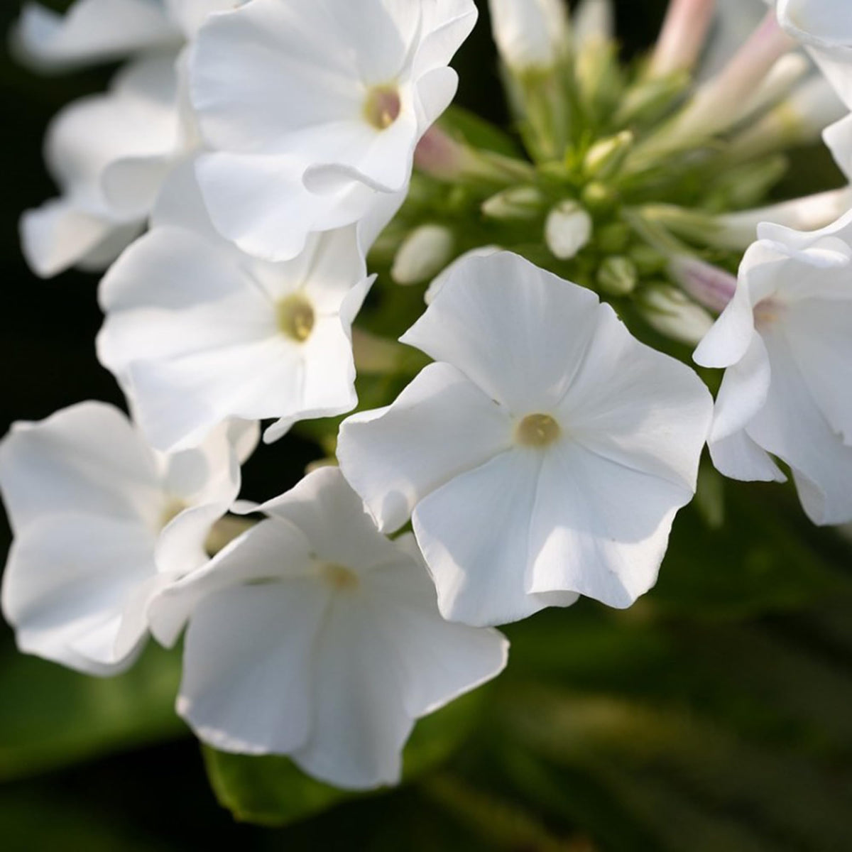 Mixrug creeping-dwarf phlox seeds are non-GMO heirloom varieties for home gardens