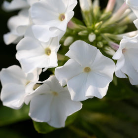 Mixrug creeping-dwarf phlox seeds are non-GMO heirloom varieties for home gardens