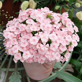 Mixrug creeping-dwarf phlox seeds thrive in sun to partial shade for versatile planting
